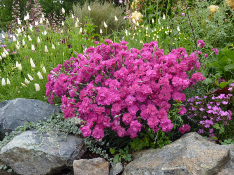 Perennial flowers for the site