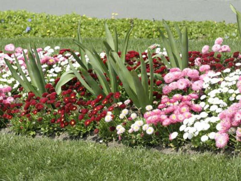 Planting perennial flowers