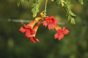 Large-flowered campsis