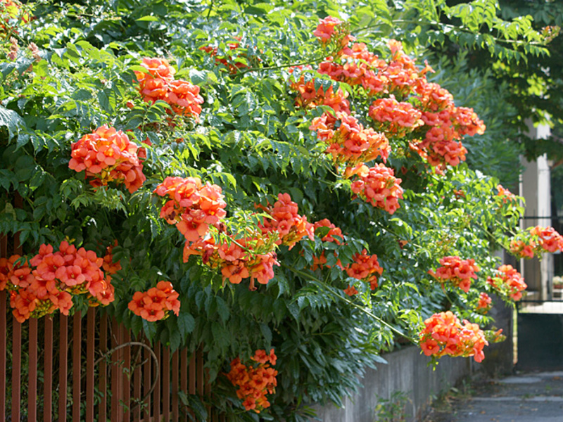 Climbing plant kampsis