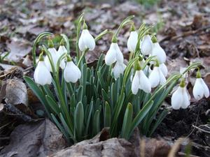 Siberian snowdrops