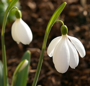 How to plant snowdrops