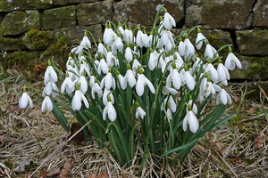 Delicate flowers of snowdrops