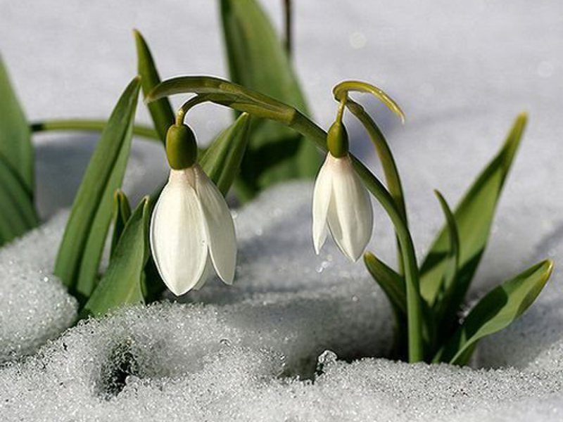 Varieties and types of snowdrops