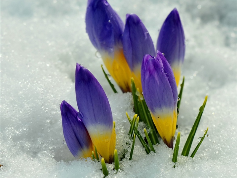 What snowdrops look like