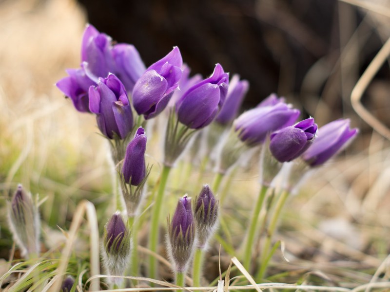 Varieties of varieties of snowdrops