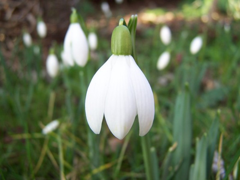 Varieties of snowdrops