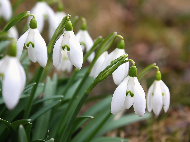 How snowdrops bloom