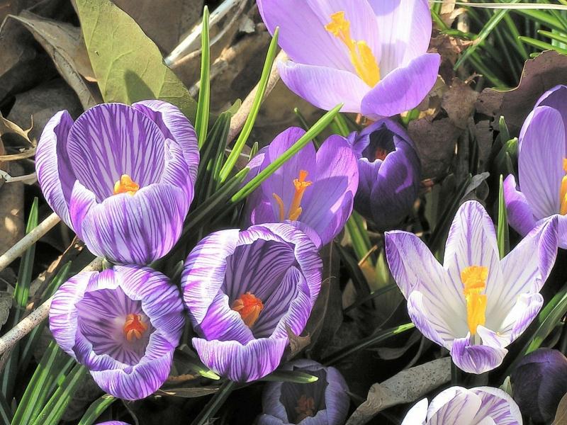 Description of the flowers of snowdrops