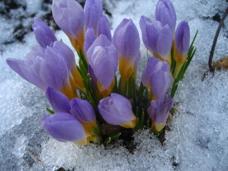 Beautiful delicate flowers of snowdrops