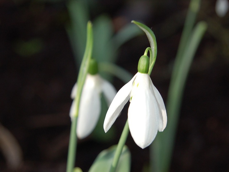 Snowdrops and their types