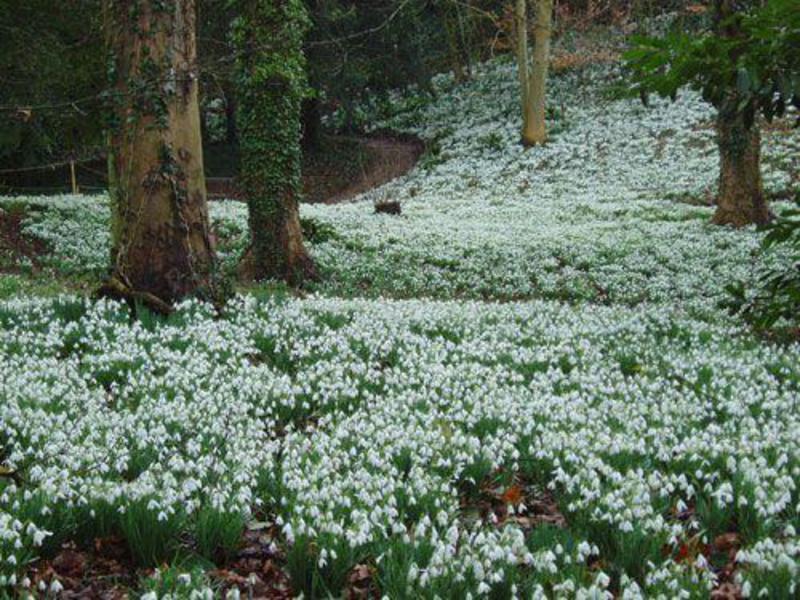 Blue snowdrops