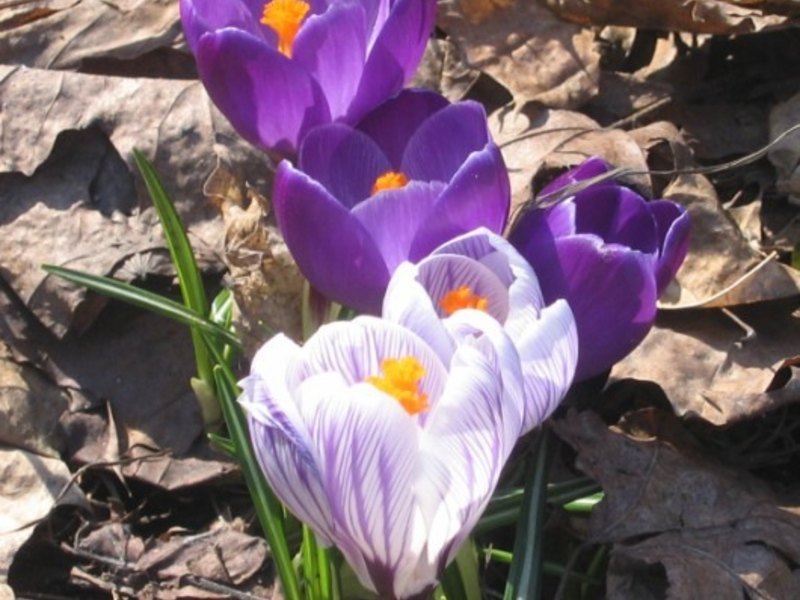 Garden snowdrop