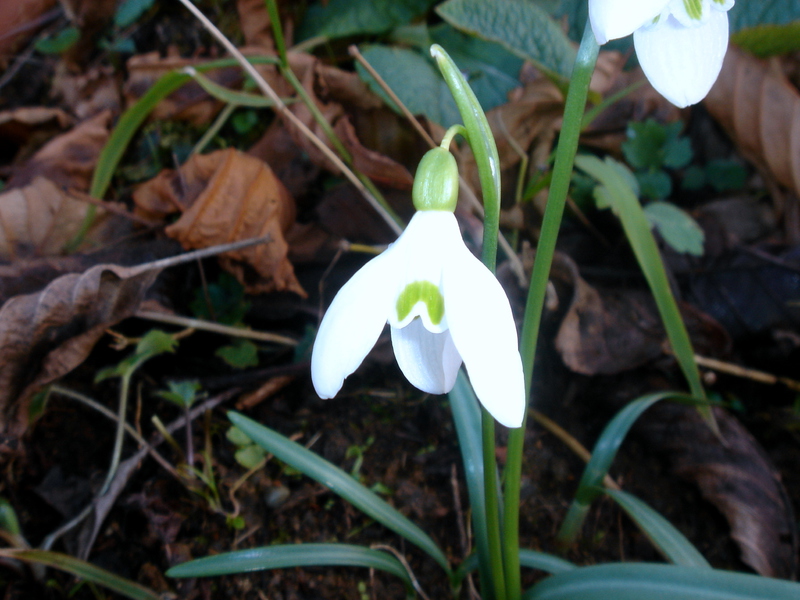 Beautiful white snowdrops