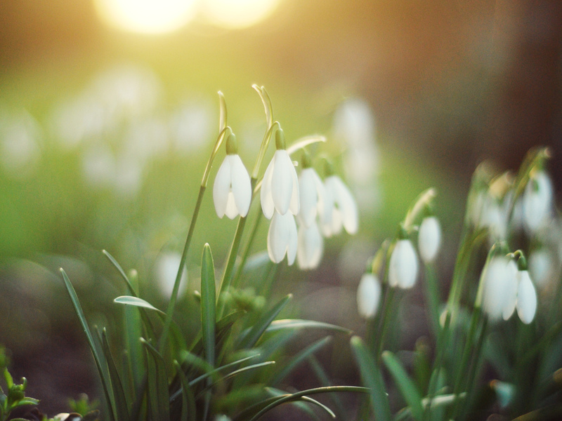 Growing snowdrops