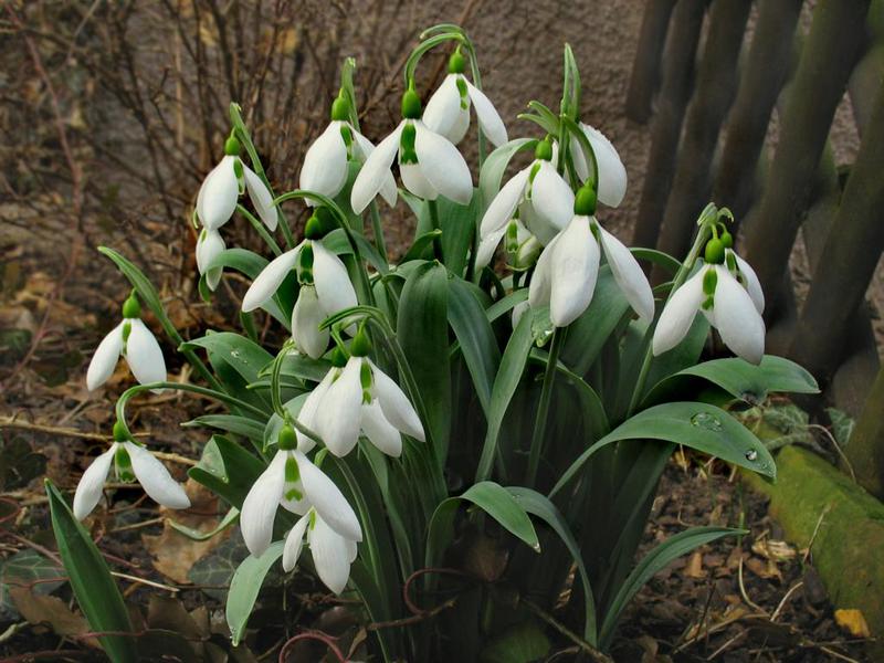 What are the varieties of snowdrops