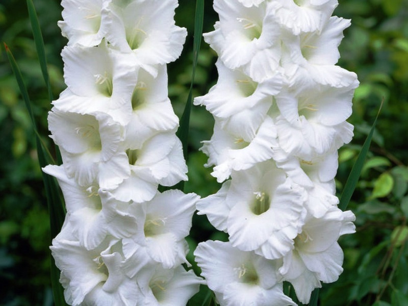 Garden gladiolus variety White eagle