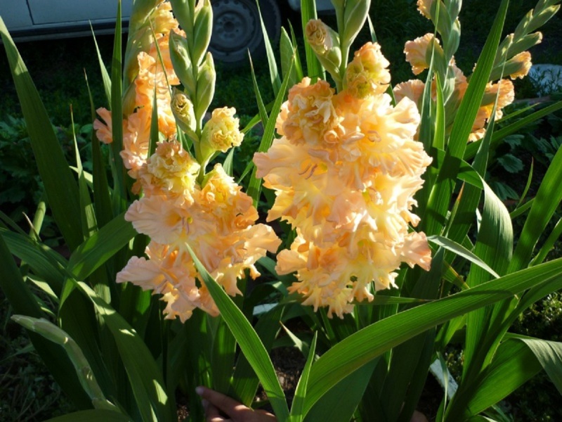 View of the garden gladiolus of the Grand Duchess Elizabeth variety