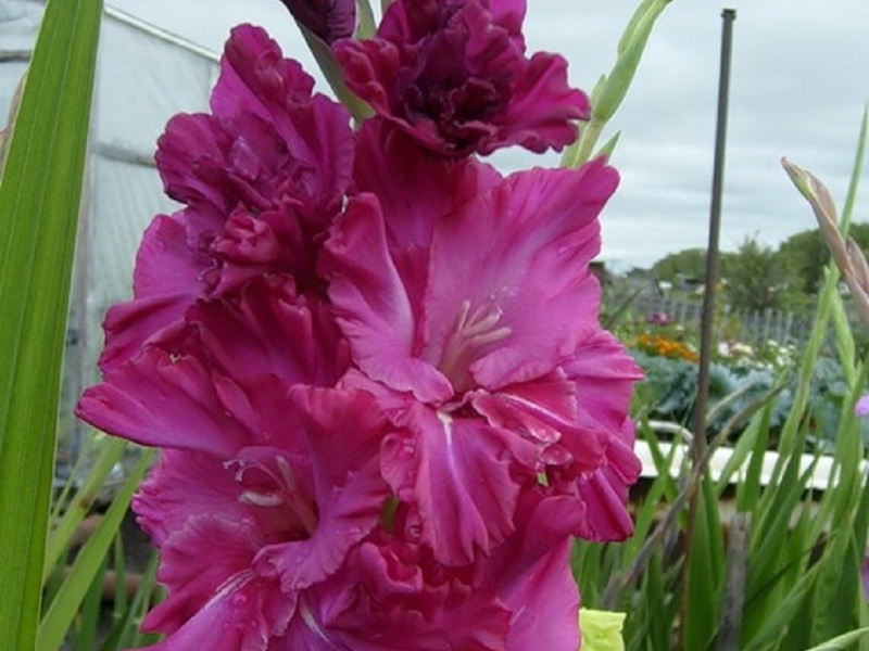 Garden Gladiolus Flower Saxophone Sounds