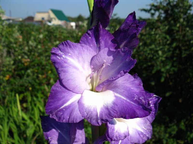 Type of garden gladiolus variety Daughter of Nastasya