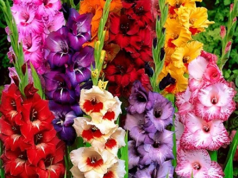 Description of the appearance of hybrid varieties of garden gladioli