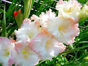 Rules for growing hybrid garden gladioli