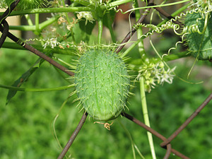 Mad cucumbers are ornamental plants