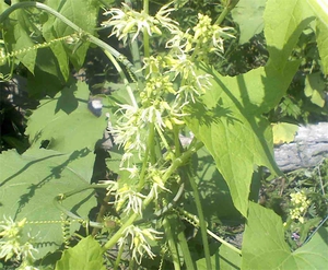 The flowering of a mad cucumber is beautiful and original.