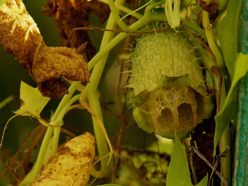 Mad Cucumber Fruit - How Can You Use It?