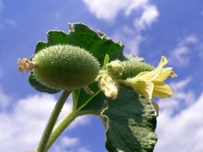 Flower set on mad cucumber