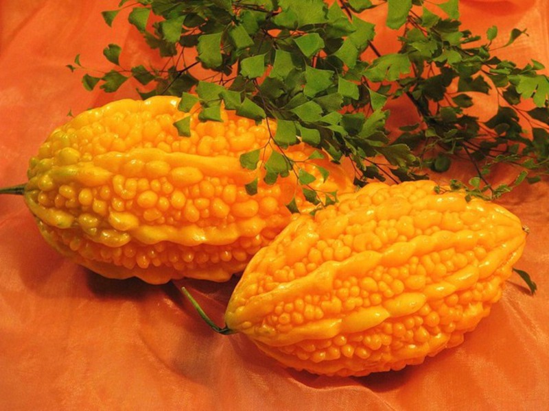 Momordica is one of the varieties of mad cucumber