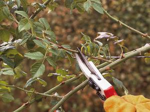 Where to prune a rose