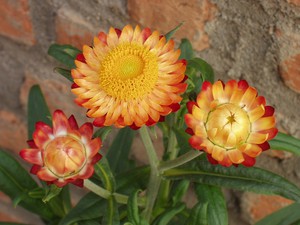 Plot decoration with flowers