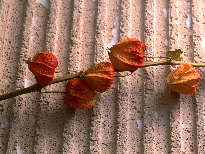 Modern arrangements of dried flowers