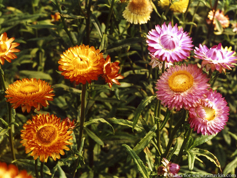 Decorative flowers dried flowers