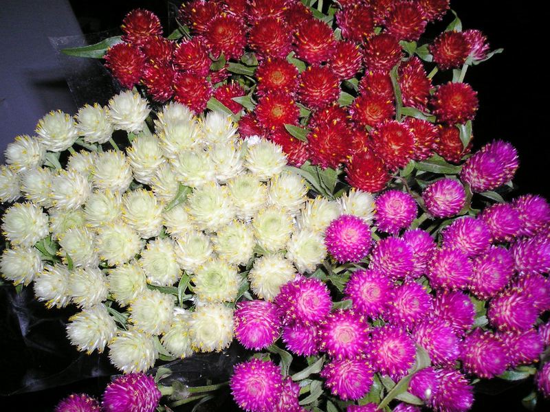 Bouquet of dried flowers