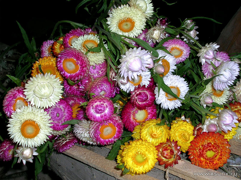 Dried flower variety