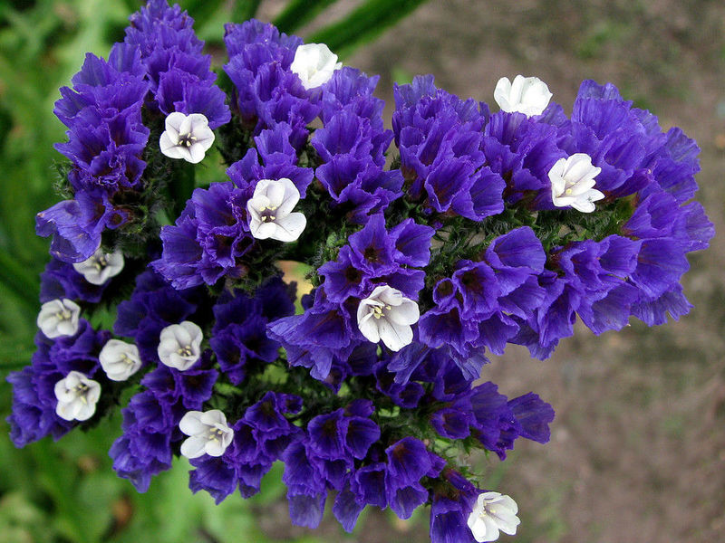 Limonium blue-dry flower