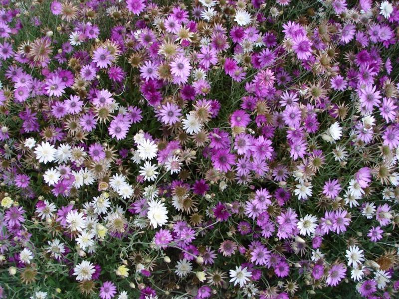 Dried flower compositions are very popular