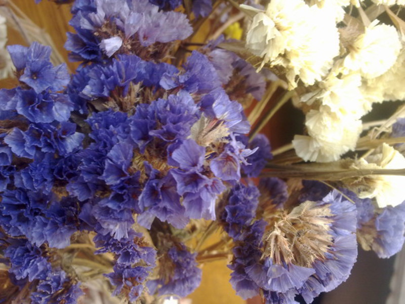 What are the names of dried flowers