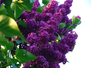 How to plant lilacs