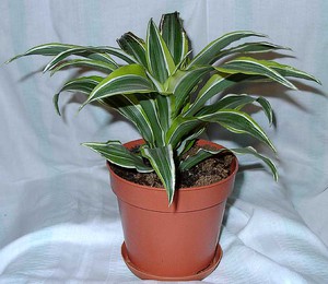 How to properly care for dracaena