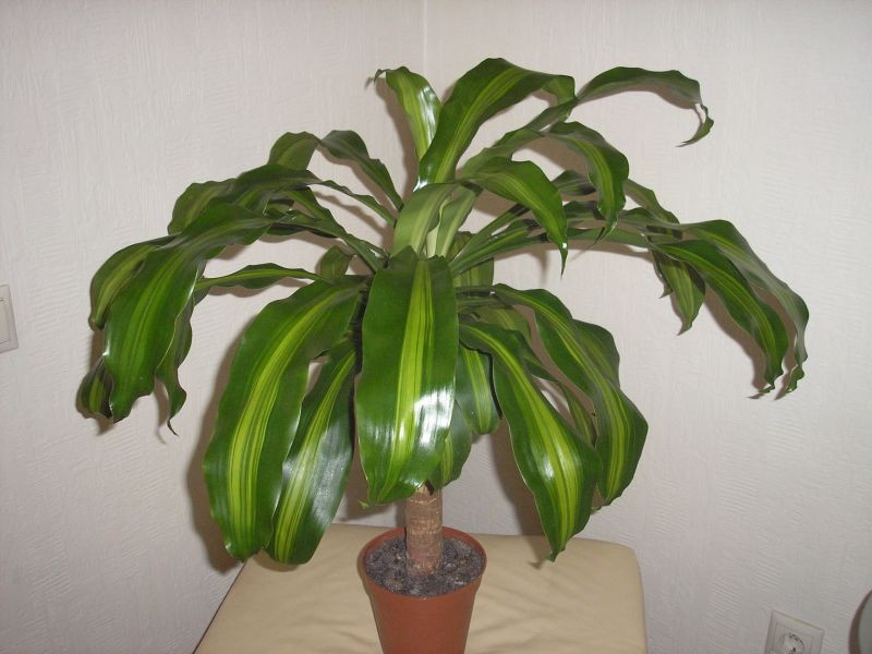 Dracaena formation