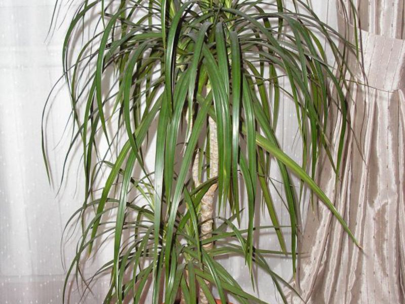 How dracaena is grown