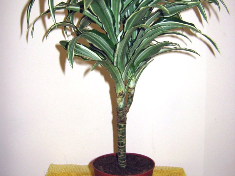 Dracaena's favorite