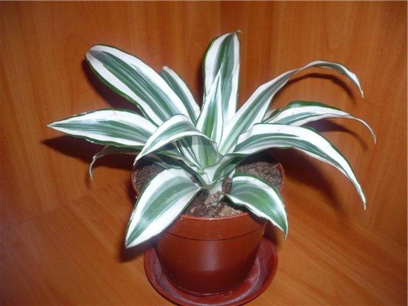 Ornamental plant