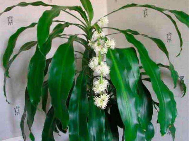 Dracaena care