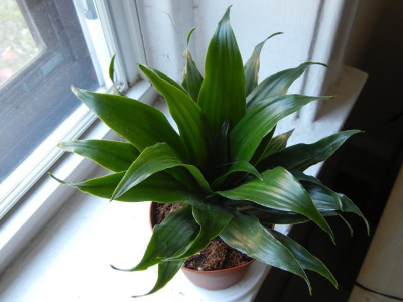 Dracaena: home care