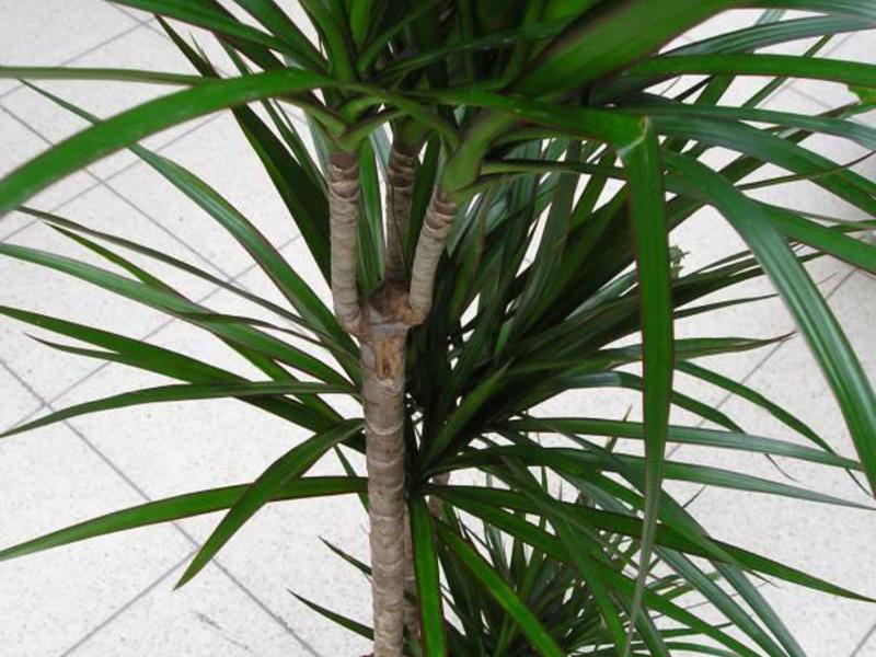 Conditions for growing dracaena