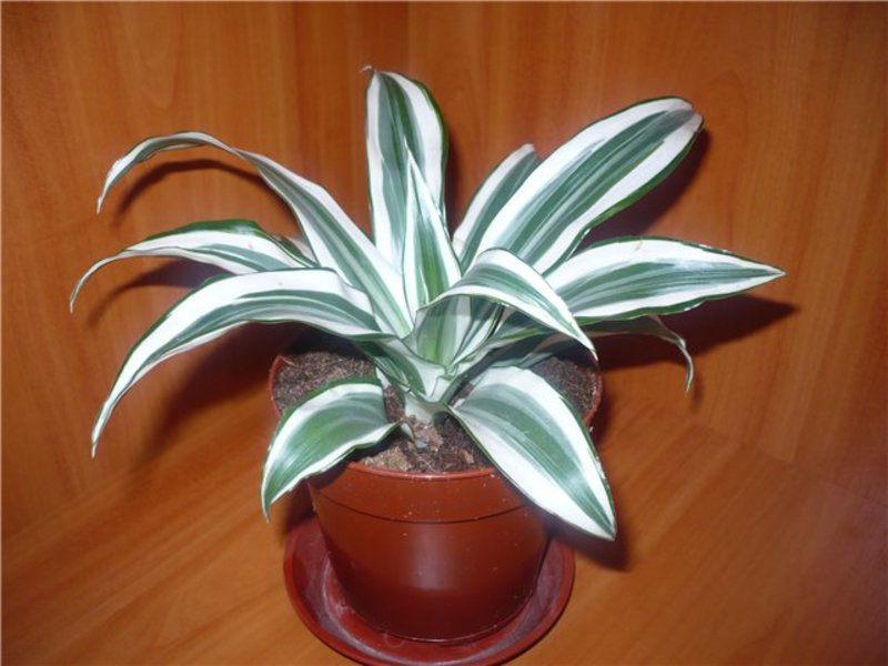 How to grow dracaena